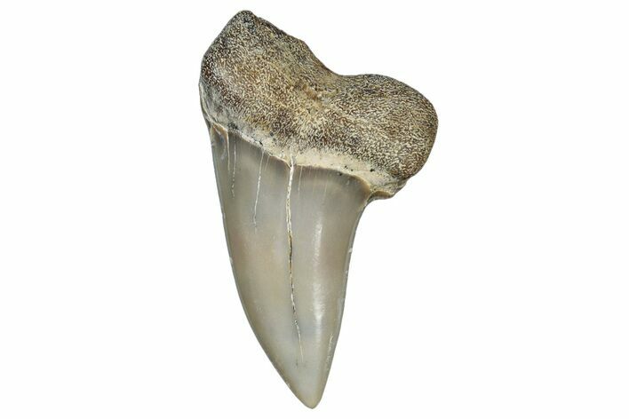 Fossil Shark Tooth (Carcharodon planus) - Bakersfield, CA #306824